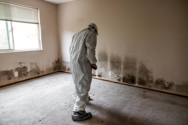 Best Mold Odor Removal Services  in Glen Rose, TX